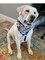 Make Your Own Fleece Dog Bandana Activity for Elderly, Low Vision, Blind, Disabled, Dementia and Child Friendly, Simply lace with Fleece Ribbon & Plastic Needle, Package of 4